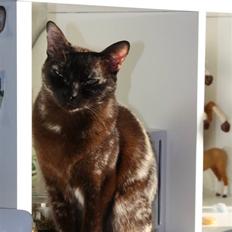 Burmeser Cleopatra  <3