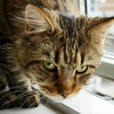 Maine Coon shador'  (død)