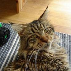 Maine Coon shador'  (død)