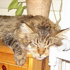 Maine Coon shador'  (død)