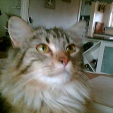 Maine Coon Malou