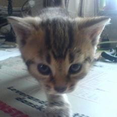 Huskat Pusser - Kælenavnet . 