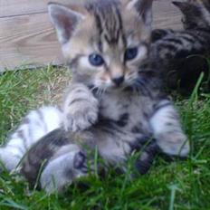 Huskat Pusser - Kælenavnet . 