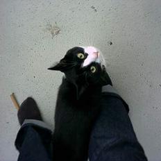 Blanding af racer "Amalie"