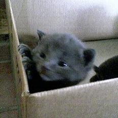 Blanding af racer gucci