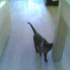 Blanding af racer gucci