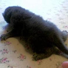 Blanding af racer gucci