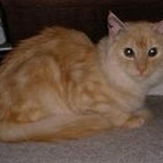 Blanding af racer Silina