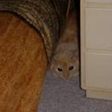 Blanding af racer Silina