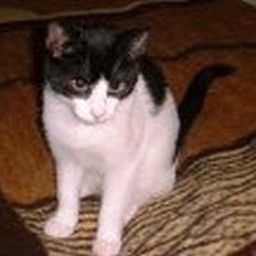 Blanding af racer Bamse