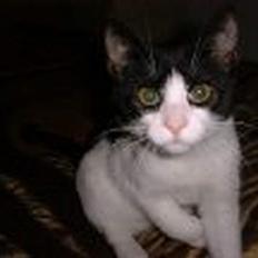 Blanding af racer Bamse