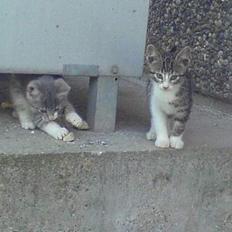 Blanding af racer Lille Mys Killinger 