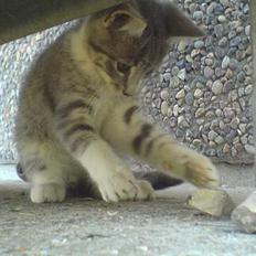 Blanding af racer Lille Mys Killinger 