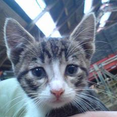 Blanding af racer Lille Mys Killinger 