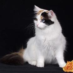Tyrkisk Van Cadi Van Kedi von Alexis
