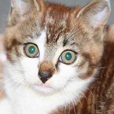 Blanding af racer olliver