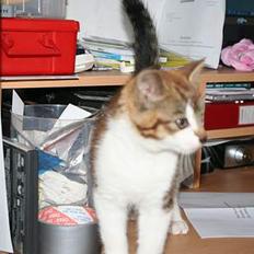 Blanding af racer olliver