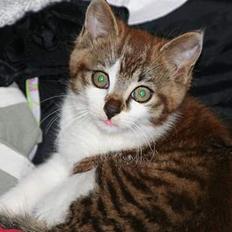 Blanding af racer olliver