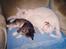 Blanding af racer Muggi(R.I.P) - Her snozzer vi lige hos Jytta