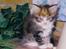 Maine Coon Mon Cherie---død---