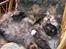 Maine Coon Mon Cherie---død---