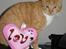 Huskat Oliver  R.I.P d.16-10-06  - i LOVE me... Heh... Jeg elsker mine venner 