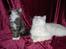 Maine Coon Gallaxe's Terminator - Her er jeg 14 uger gammel