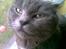 Blanding af racer Gismo