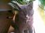 Blanding af racer Gismo
