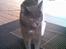 Blanding af racer Gismo