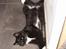 Huskat Chazer RIP
