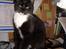 Huskat Chazer RIP