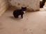 Huskat Chazer RIP