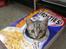 Huskat Oliver alias basse