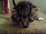 Huskat Oliver alias basse