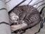 Huskat Oliver alias basse