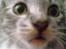 Huskat Oliver alias basse
