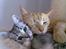 Huskat Oliver alias basse