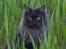 Maine Coon Pepzi - på marken