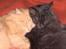 Maine Coon Pepzi - Kisse misse.....