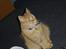 Maine Coon Garfield << Død >>