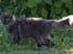 Maine Coon Pepzi
