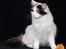Tyrkisk Van Cadi Van Kedi von Alexis - Foto:af Kjeld krog på hobbyudstillingen i Kolding 2003