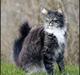 Maine Coon Gallaxe's Terminator