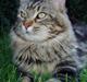 Maine Coon DK Lykkens Marcel