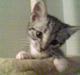 Huskat Oliver alias basse