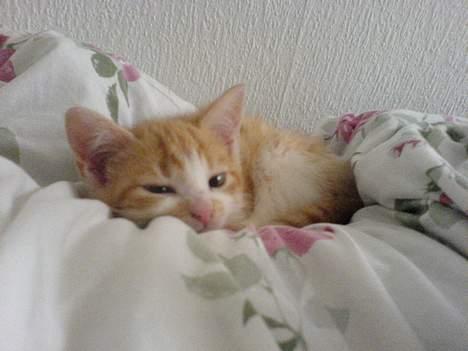 Huskat Oliver - Når jeg er træt, er der ikke noget bedre end at lægge og putte i mors og fars dyner billede 3