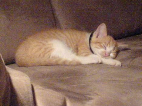 Huskat Oliver - Sofaen er heller ikke ringe billede 4