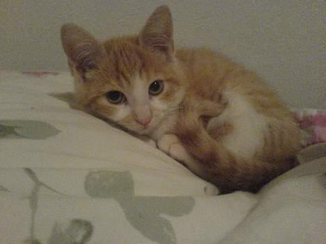 Huskat Oliver - Dejlig... billede 5