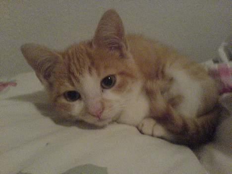 Huskat Oliver - Dejligere... billede 6